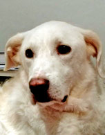 Pioppo