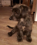 Elio