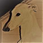 Les chiens à parrainer 