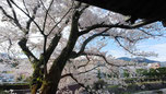 覆いかぶさるような桜