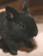 Nico als Baby