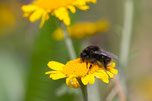 Eine Wildbiene sitzt auf einer gelben Blume