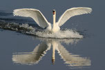 Ein Schwan auf dem Wasser mit ausgebreiteten Flügeln