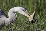Ein Graureiher mit einem Fisch im Schnabel