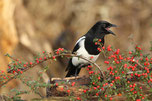 Eine Elster sitzt auf einem Busch mit kleinen roten Beeren