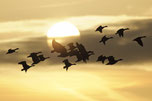 Eine fliegende Gänseschar bei Dämmerung