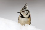 Eine Haubenmeise im Schnee