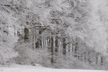 Ein mit Schnee bedeckter Wald