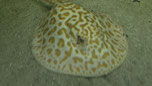 Potamotrygon Hybriden Pärchen BD x boesemani Rochen Paar, Südamerika