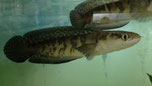 Channa sp. melanoptera, Schlangenkopffisch 