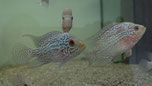 Flowerhorn Titanium, Thai Silk Flowerhorn