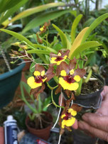 Oncidium euricline