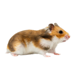 Goldhamster, Goldhamster Haltung, tiergerechte Hamsterhaltung, Goldhamster kaufen
