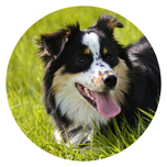 Mein eigener Blog zum Thema Hundeernährung