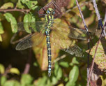 Blaugrüne Mosaikjungfer (Aeshna cyanea) Foto: Burkhard Grebe