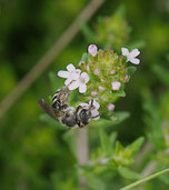 Glockenblumen-Schmalbiene (Lasioglossum costulatum) Foto: Burkhard Grebe