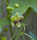 Zaunrüben-Sandbiene (Andrena florea) Foto: Burkhard Grebe