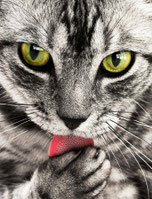 Tierbetreuung vor-Ort, Katzenbetreuung, Katzensitter, Katzenbetreuer, Catsitter in Rüsselsheim und Ginsheim