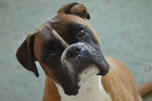 La tête d'un chien boxer penchée sur la gauche par coach canin 16 dresseur chien à angoulême
