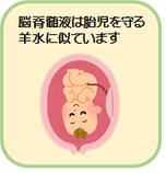 脳脊髄液は胎児を守る羊水に似ています
