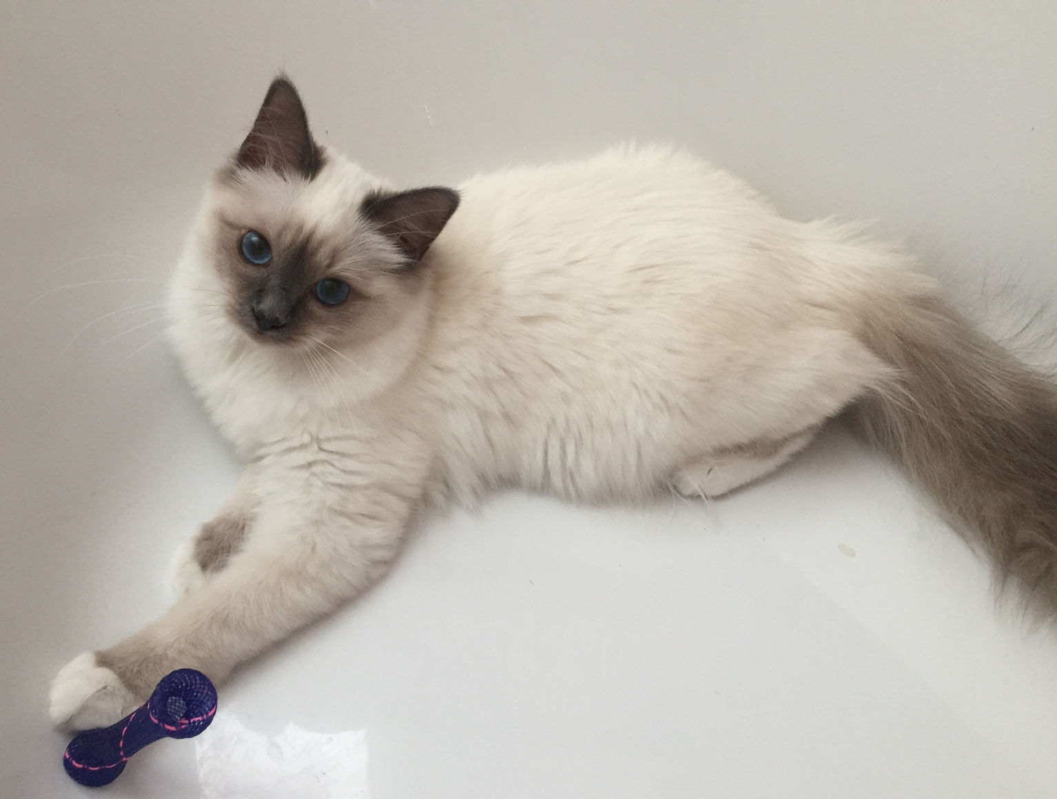 Katzenzucht Heilige Birma - Makeing living more lovley - cornia-heilige-birmas Webseite!