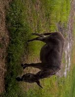 Dharma found some green grass, she's been put on a diet.