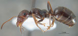 Proformica sp. Diferentes especies