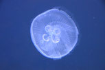 jellyfish MV