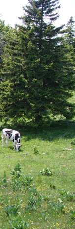 Vache / Cow