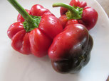 Rondero: Rote, flachrunde Früchte. Foto Bio Gärtnerei  Kirnstötter