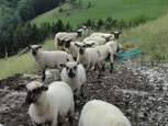 Shropshire Bio Schafe
