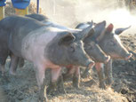 Schwäbisch Hällischen Sattelschweine