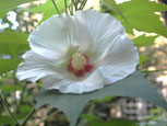 酔芙蓉が今ごろ咲き出す