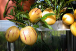 Pepino (Melonenbirne)
