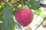 Rote Herzpflaume