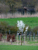 Kirschpflaume