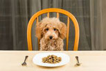 un chien caniche assis sur une chaise devant une assiette par coach canin 16 educateur canin en charente