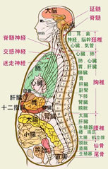 この図から、これらの脊髄神経系と背骨、内蔵の対応関係の概要を表わしています。 これを見れば背骨の重要性を再認識していただけると思います。