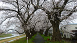 足羽川の桜(R2)