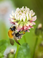 Ackerhummel (Foto: NABU/K. Büscher)