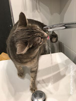 chat qui boit au robinet