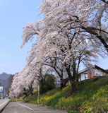 おぎのや横川店付近の桜