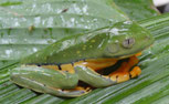 Mini grenouille de jungle