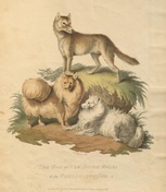 Pomeranian or Fox Dog Edwards 1800