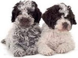 cuccioli lagotto romagnolo tartufi e cani