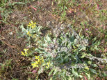 Sand-Strohblume (helichrysum arenaria)