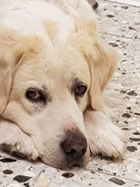 Marlon 012-130-068