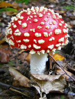 Amanite tue-mouches