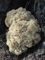 Sparassis crépu