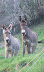 Oh ! deux ânes vous observent ...